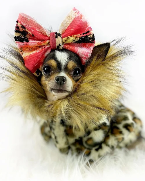 lala+jacket+chihuahua.JPG?